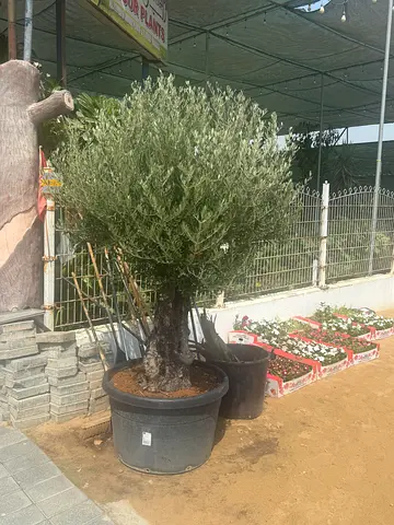 Large potted olive tree / mature ornamental tree for garden