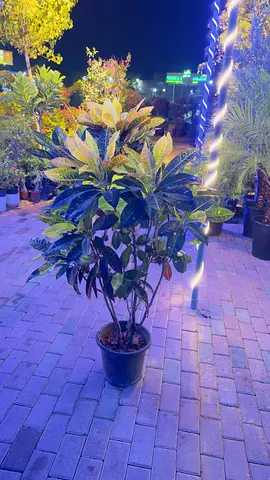 Large Croton Indoor/Outdoor Potted Plant - Healthy Foliage