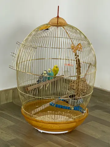 Round decorative bird cage with accessories and three budgies comes with floor stand. Best condition