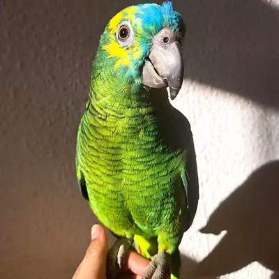 Adorable Amazon parrots Available now