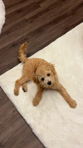 Adorable toy poodle puppy looking for a new home
