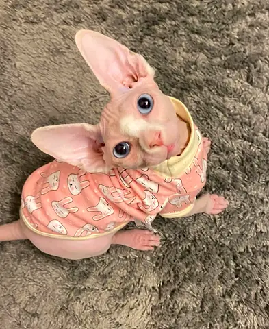 Meet Your New Best Friend – Loving Sphynx Kitten Looking for a Forever Home