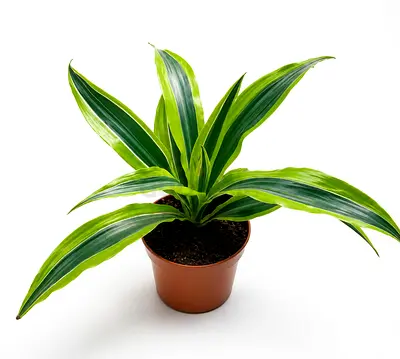 Viva Verda Dracaena Lemon Lime Indoor Plant in Plastic Pot UAE | Premium Live Indoor Plant
