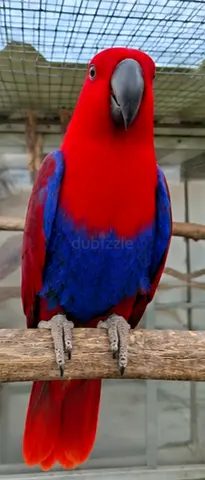 Stunning Eclectus Parrot with Vibrant Colors
