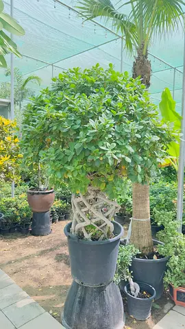 Potted Spiral-Trunk Boxwood Topiary Trees - Mature, Ready for Garden