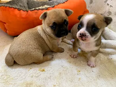 ⭐ Lovely Chihuahua boy – 2 month Old ⭐