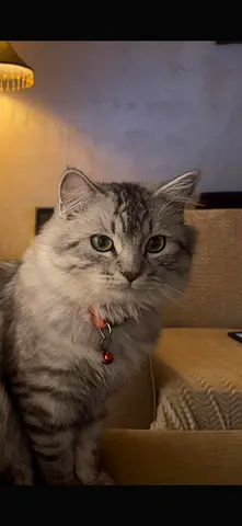 Cats for adoption