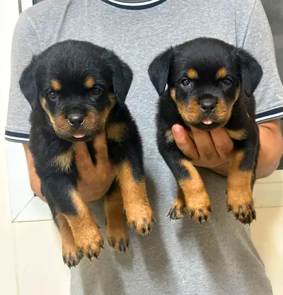 Dogs