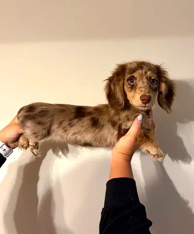 mini dachshund