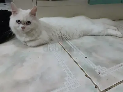 PERSIAN CAT