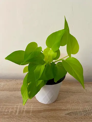 Neon Pothos with pot