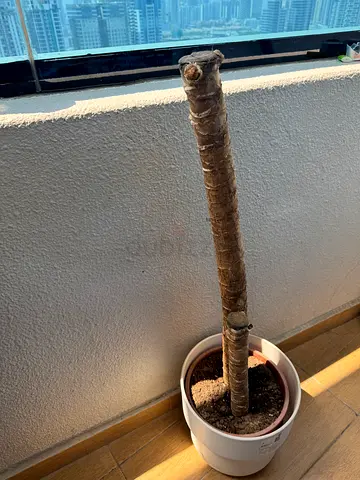 Palm tree