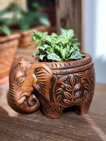 Fittonia indoor plant in hand-carved clay elephant planter/decorative pot