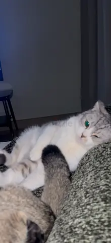 Scottish Fold Cat for Free Adoption