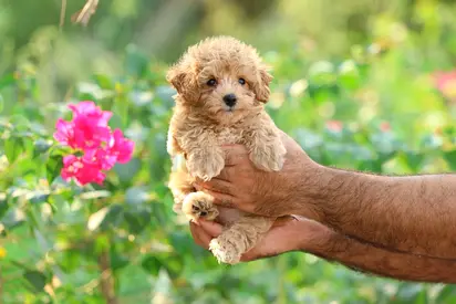 Adorable Maltipo puppies vaccinated