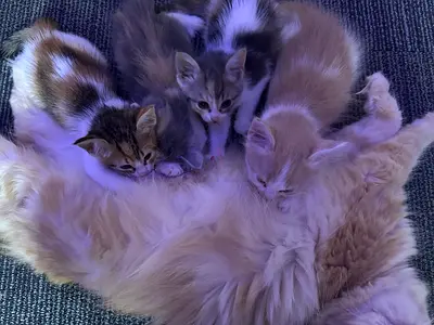 Adorable kittens for free adoption....contact# 0509831728