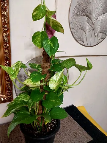 Money plant