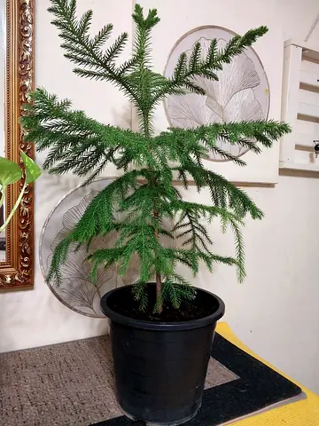 Araucaria Heterophilla / Star Pine / Christmas tree