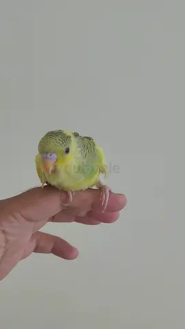 Young yellow-green budgie / parakeet — hand-tamed, healthy