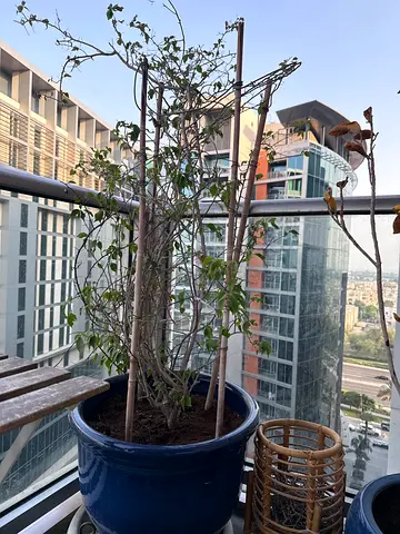 Large potted balcony plants bougainvillea with blue ceramic planters - needs care