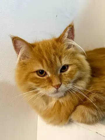 Pets for free adoption