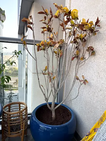 Large potted outdoor plant in blue ceramic pot - needs some care