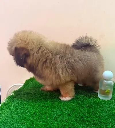 Shitzu puppy