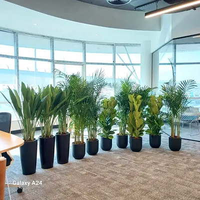 Collection of 9 Indoor Office Potted Plants with Black Pots — Ready to Move