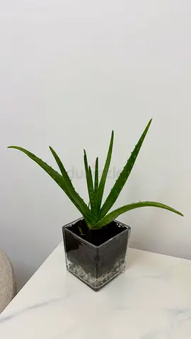 Aloe Vera Plant in Glass Pot - Healthy Small Indoor Succulent