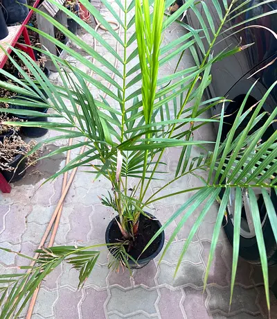 Areca Palm Plant