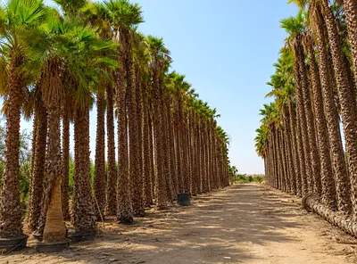 Mature Date Palm Trees - Bulk Sale (Rows of Healthy Palms)