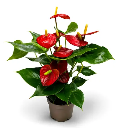 Viva Verda Anthurium | Flamingo Flower | Laceleaf Plant Indoor Plant UAE