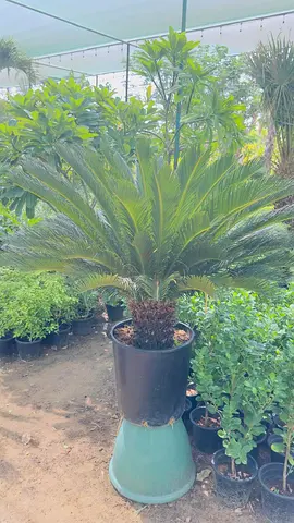 Large Potted Sago Palm (Cycas revoluta) - Healthy Indoor/Outdoor Plant