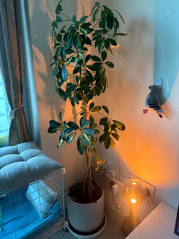 Tall indoor potted plant (Schefflera) - in ceramic pot - healthy, ready to move