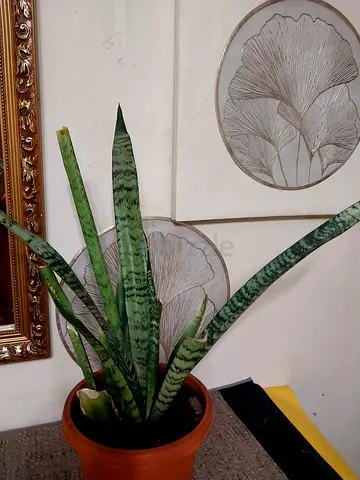 Snake plant
