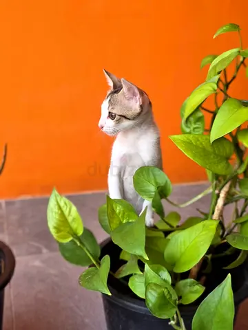 Young female kitten, healthy and playful - ready for free adoption