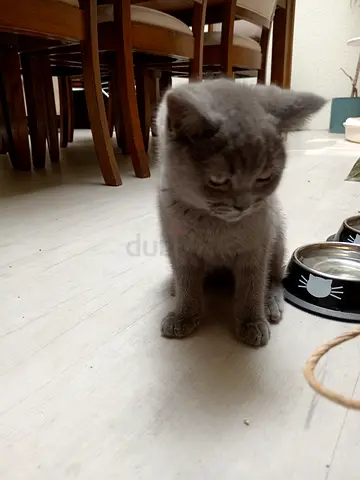 Kitten looking for adoption