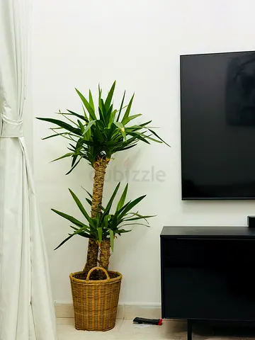 Large indoor potted yucca plant in wicker basket - ready to pick up