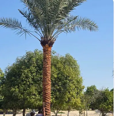 Mature Date Palm Tree for Sale - Healthy Trunk and Fronds
