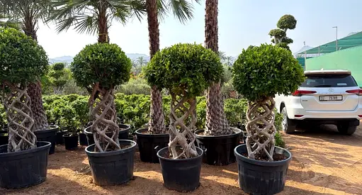 Four Braided-Trunk Topiary Trees in Pots - Mature Ornamental Ficus/Olive Style