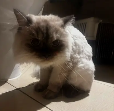Fluffy Cat for Free Adoption Only to a Good Home