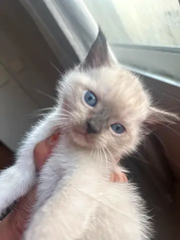 Beautiful Himalayan kitten six week old litter, trained eating, wet, dry food