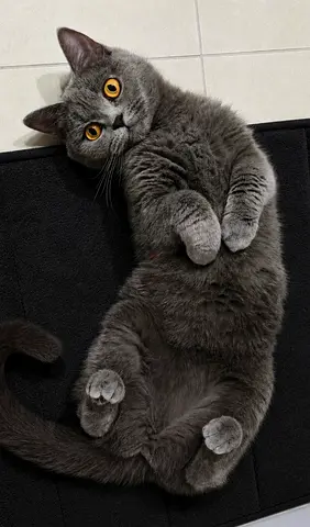 Urgently adoption