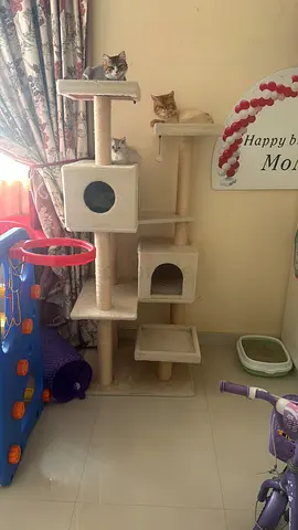 Large multi-level cat tree with condos and scratching posts