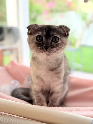 2 Month Scottish Fold Kitten