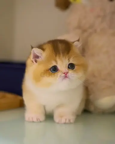 Pure British shorthair