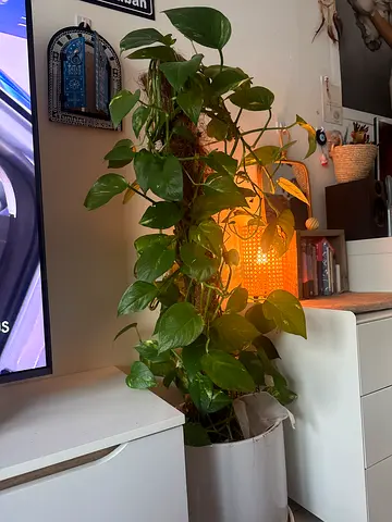 Large trailing pothos (golden pothos) in white pot - healthy indoor plant