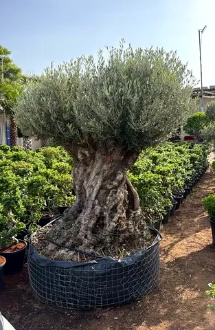 Mature Olive Tree in Large Container — Ready for Planting