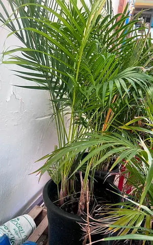 Areca Palm Plant