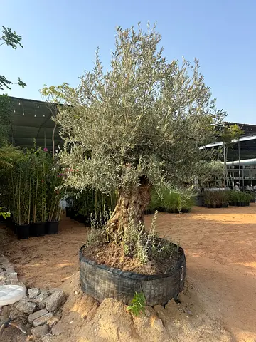 Mature Olive Tree in Large Container - Ready for Planting